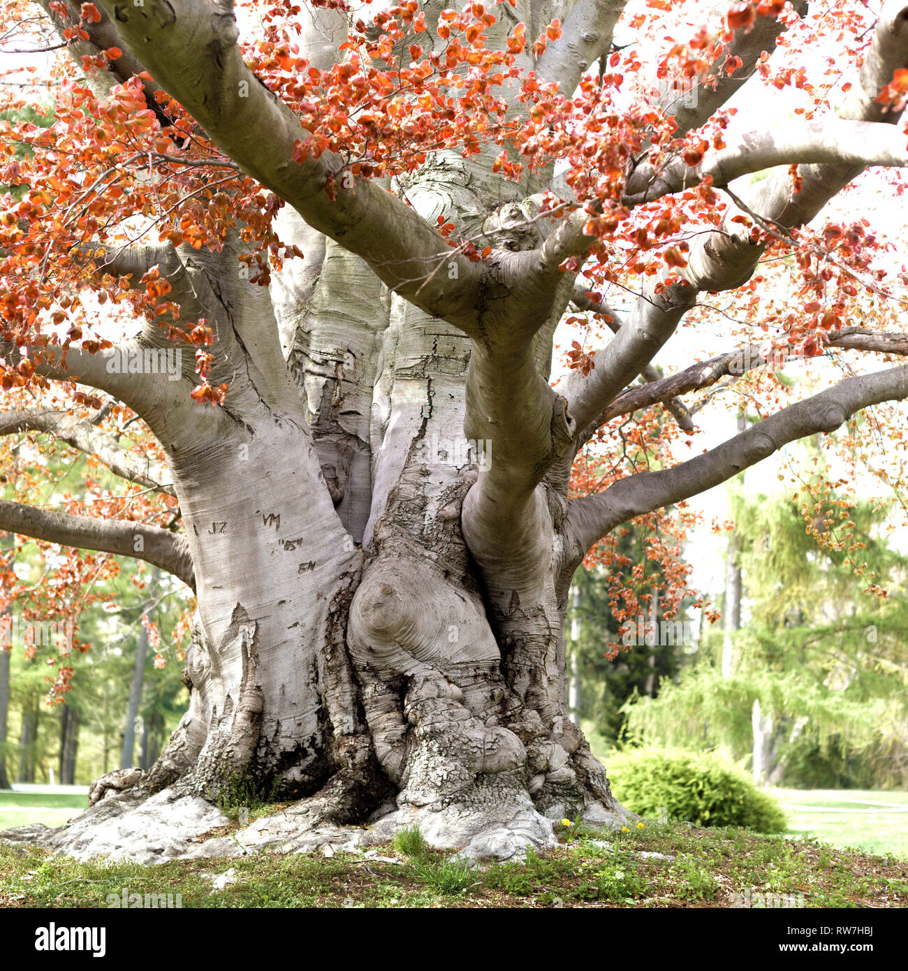 Großer Kofferraum Copper Beech Tree Stockfoto