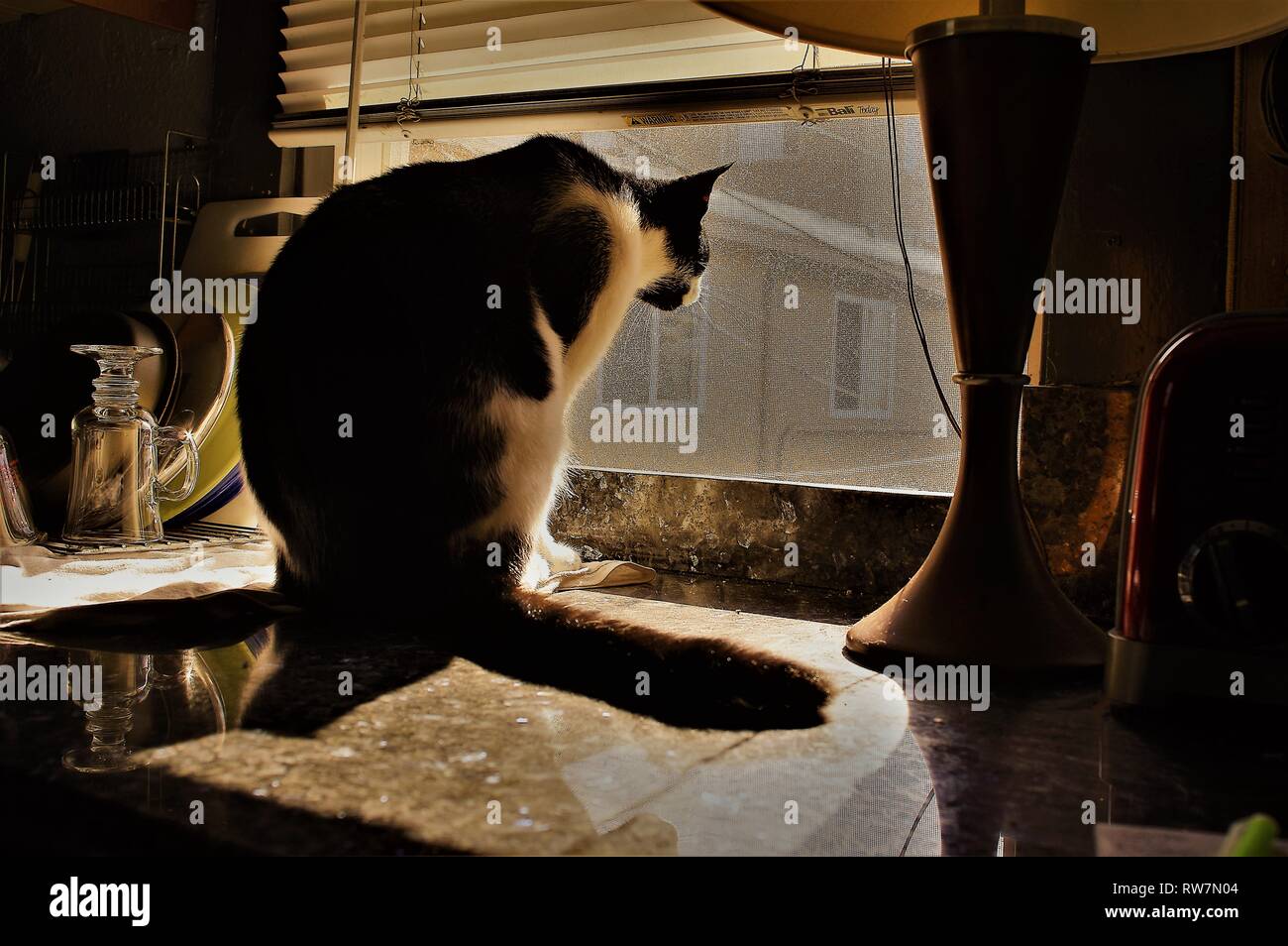 Katze schaut aus dem Fenster Stockfoto