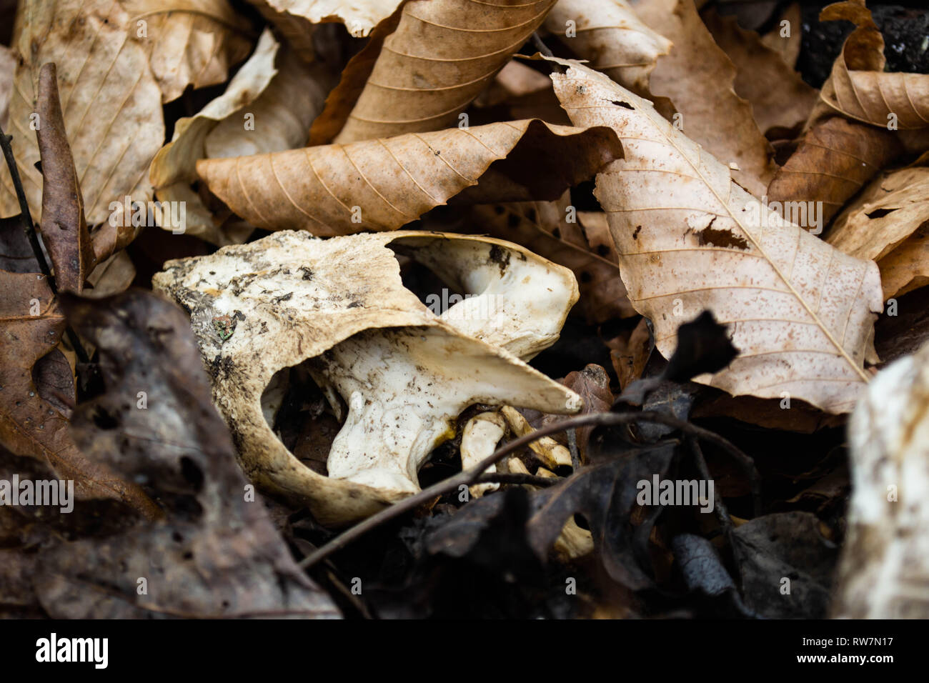 Turtle Schädel als unter Blätter am Ufer eines Teiches gefunden. Stockfoto