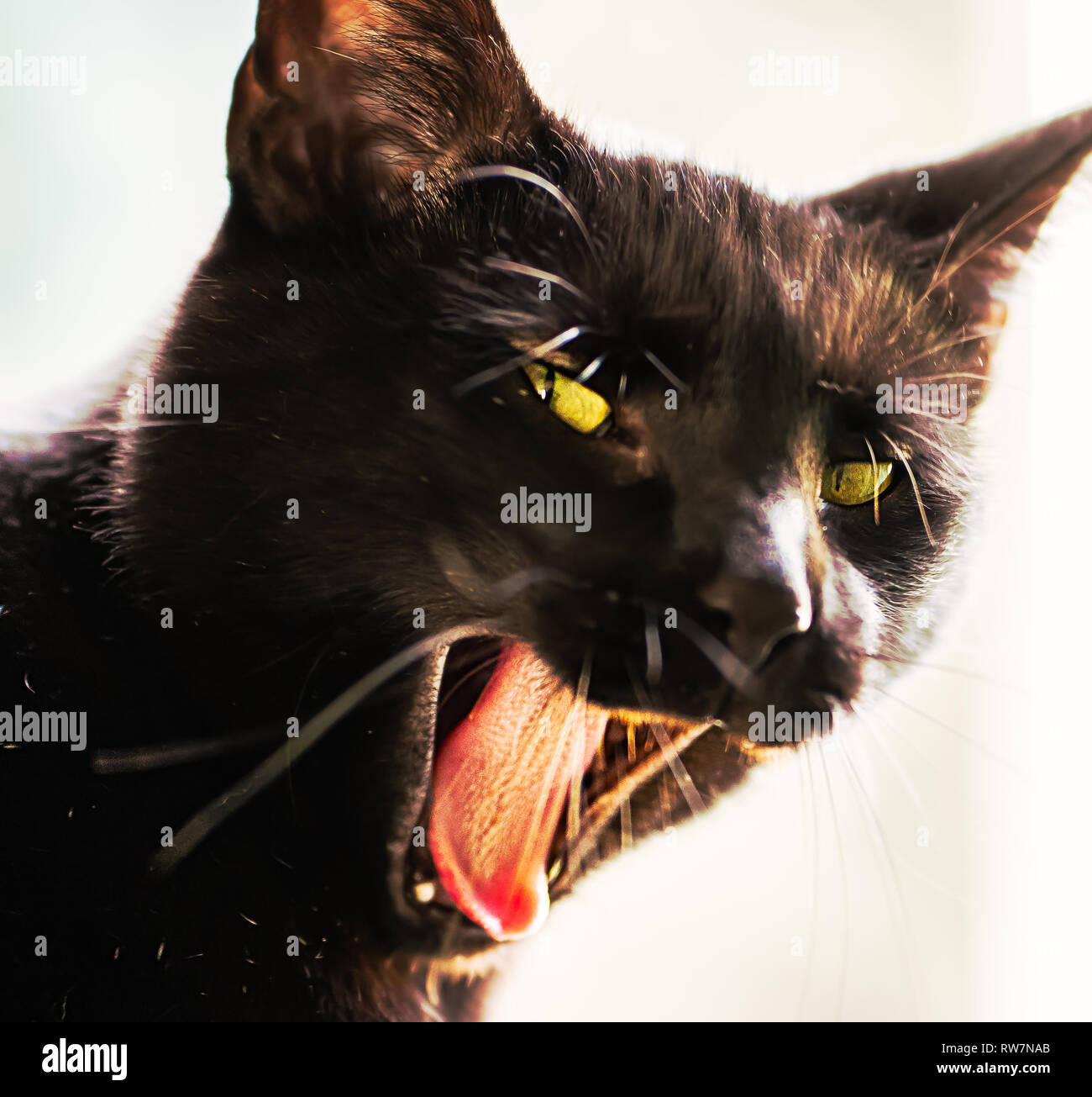 Eine schwarze Katze sitzt vor einem Fenster gähnen Stockfoto