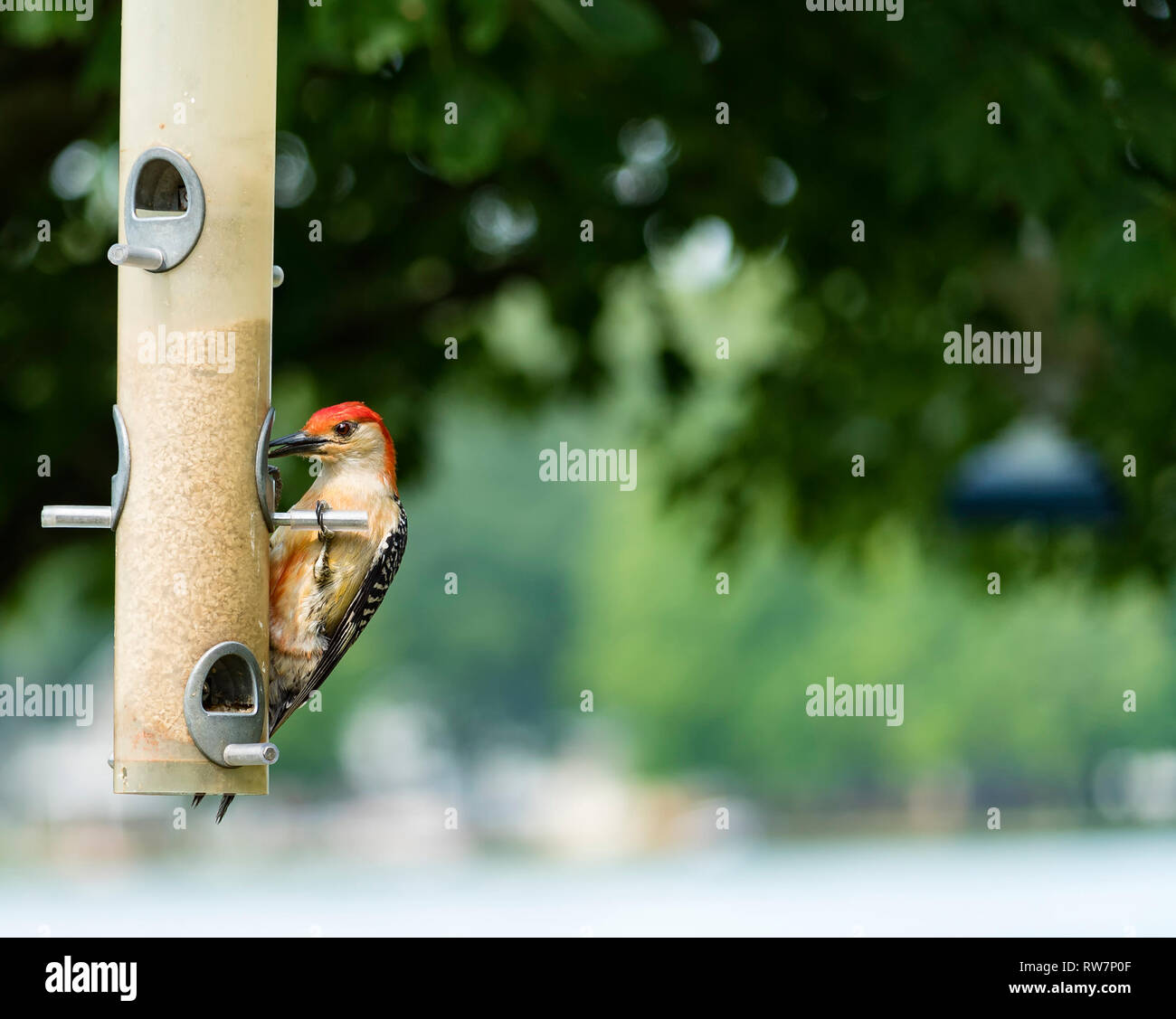 Fast-Food Stockfoto