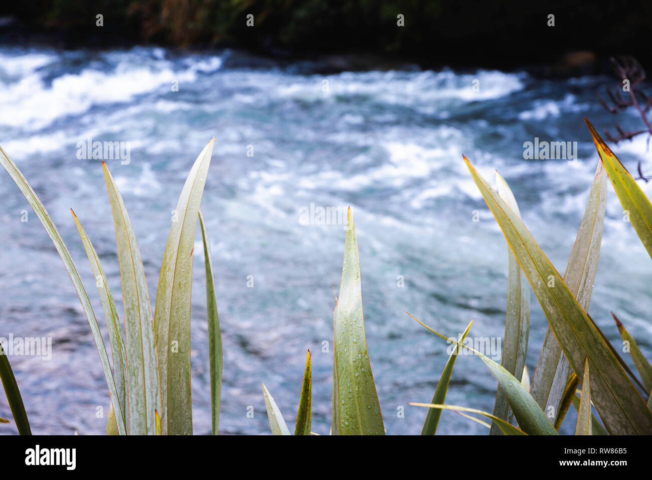 Blätter mit Wassertropfen auf sie vor fließenden Fluss. Stockfoto