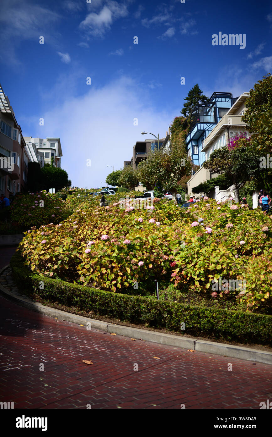Beliebten Lombard Street in San Francisco wird eine Ost-West-Straße, die berühmt ist für einen steilen, einem Block Abschnitt mit acht Haarnadel. Stockfoto