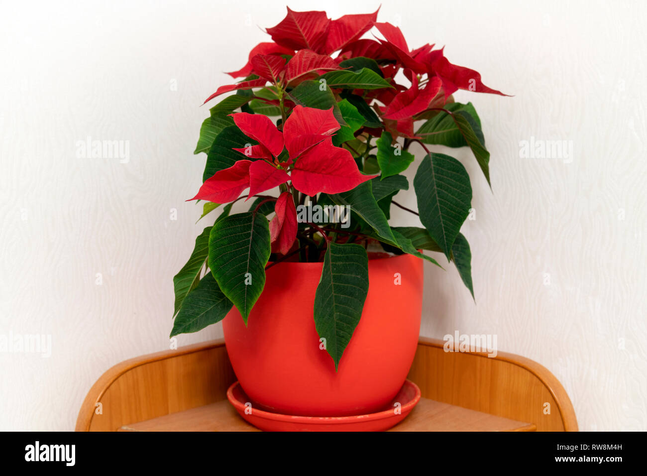 Der Weihnachtsstern, auch als Christmas Star bekannt, vor dem Hintergrund der Wand im Zimmer Stockfoto