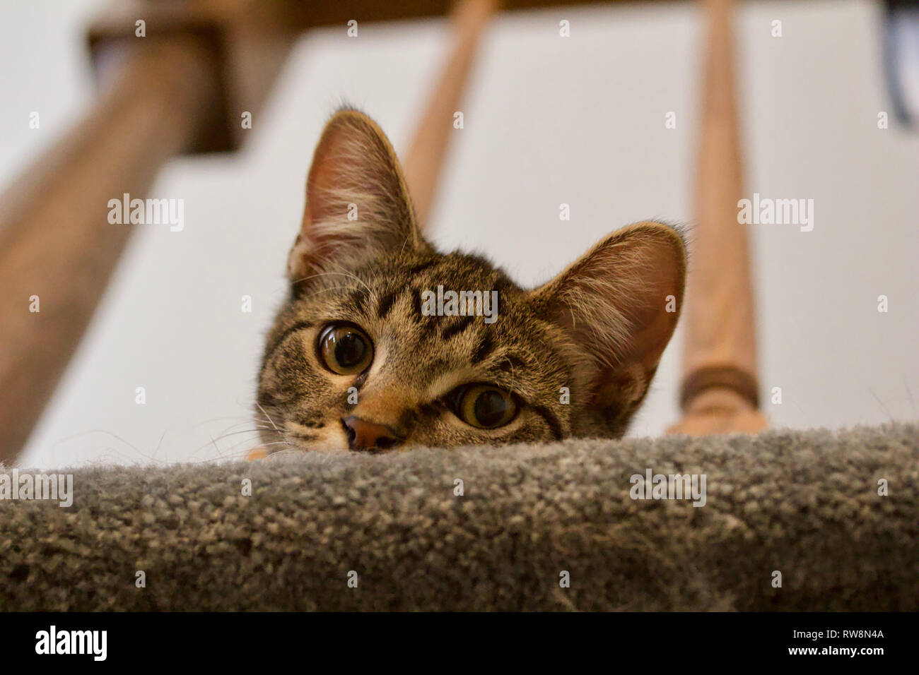 Einen neugierigen Jungen grauen Tabby kitten Peers über eine Treppe Kunst Elemente Stockfoto