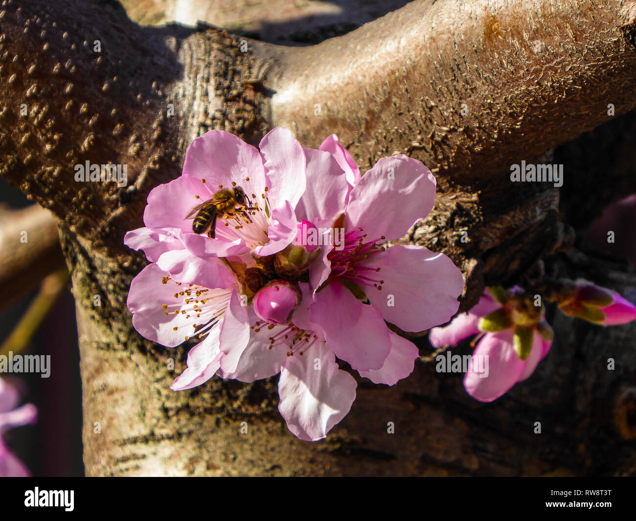 Peach tree Flower und eine Biene Stockfoto