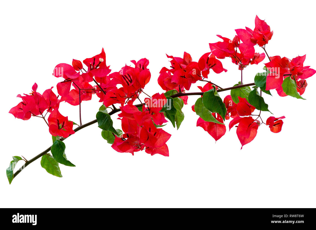 Zweig der Bougainvillea auf weißem Hintergrund. Tropische rote Blume. Stockfoto