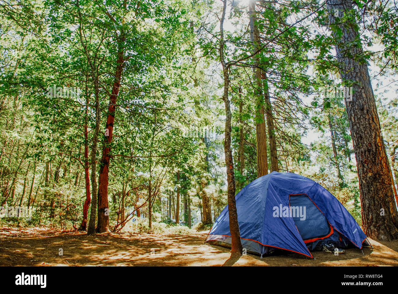 Blaues Campingzelt auf einem friedlichen Campingplatz mit Kiefernwäldern, Sonnenlicht durch hohe Bäume, das Outdoor-Abenteuer und Naturreisen repräsentiert. Stockfoto
