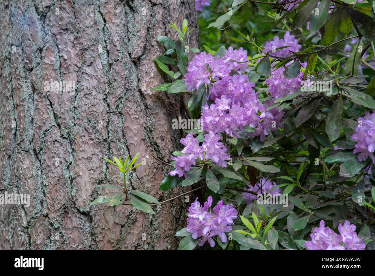 Rhododendron gegen Baum Rinde Stockfoto