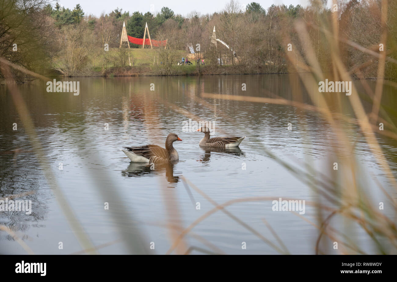 Wellington Country Park, Hampshire in der Nähe von Hook, Heckfield, Rotherwick Stockfoto