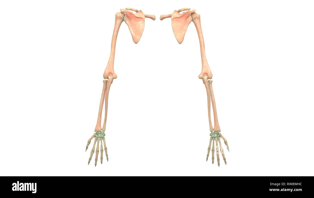 Menschliches Skelett System der oberen Gliedmaßen Anatomie ...