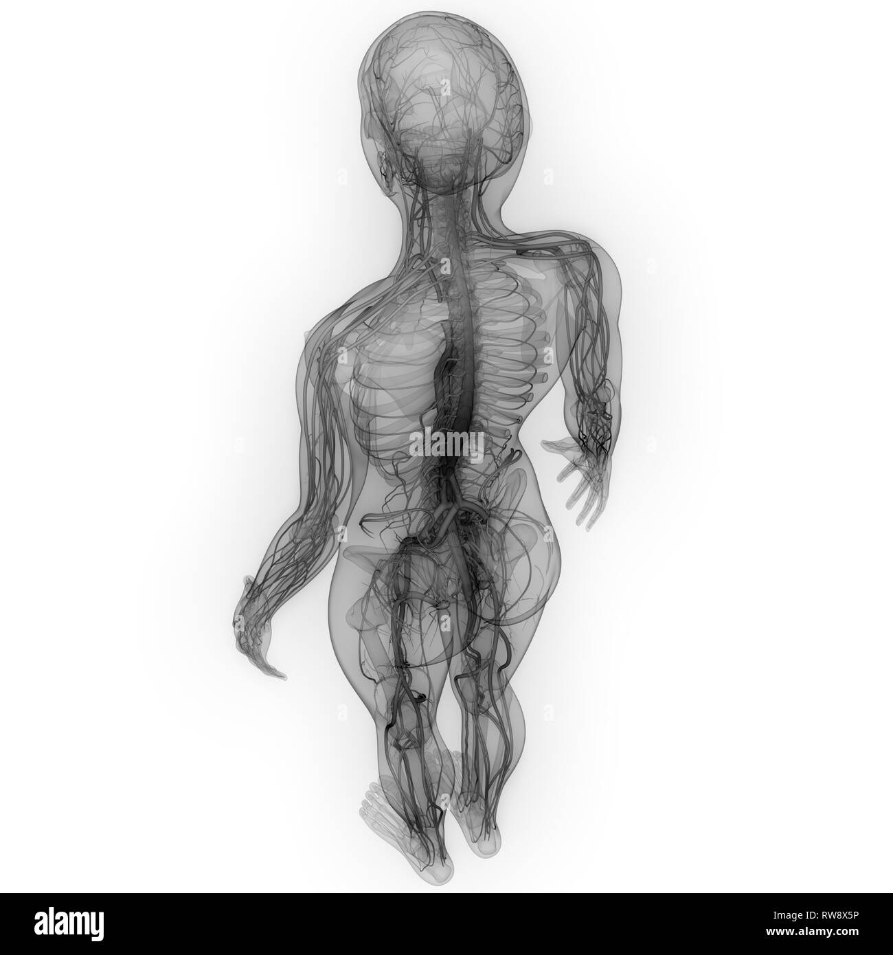 Menschliche Nervensystem Anatomie Stockfoto