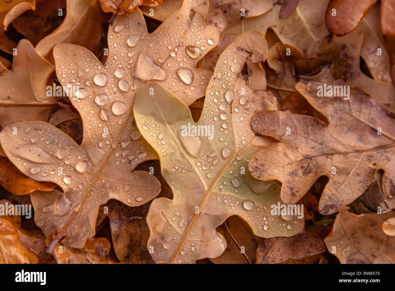 Nasse Blätter im Herbst von oben gesehen Stockfoto