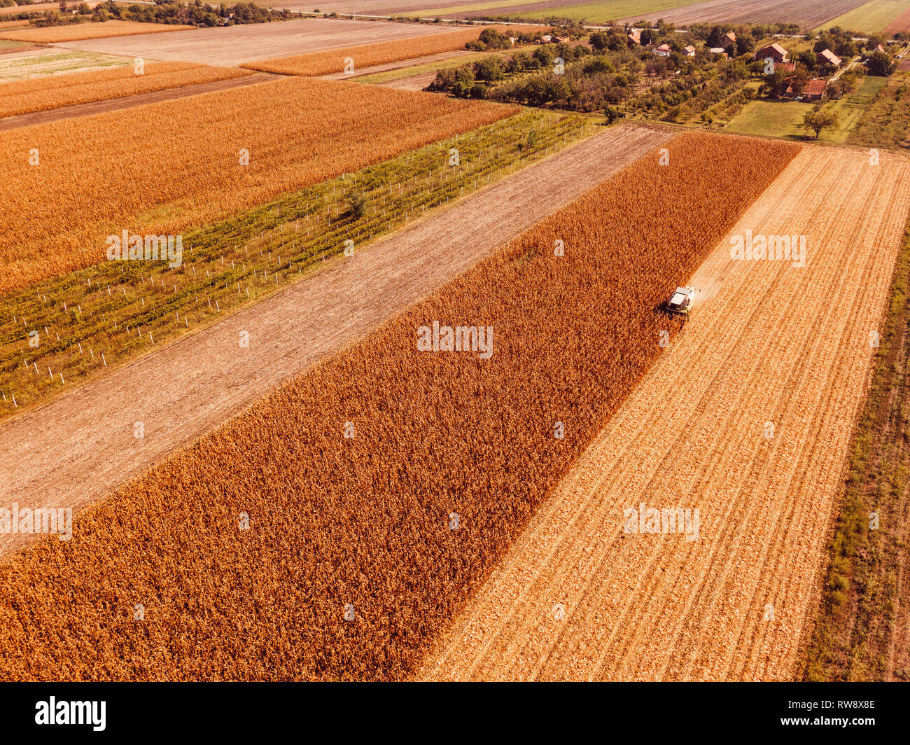 Luftaufnahmen von Mähdrescher Ernten von Mais Ernte Feld aus drohne Sicht Stockfoto