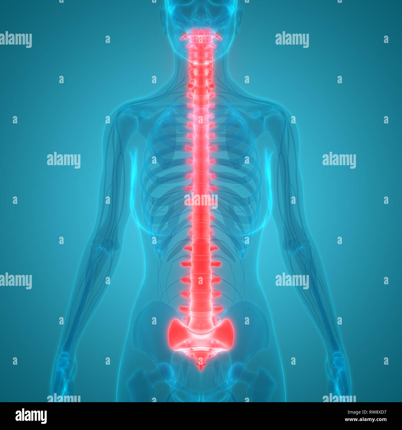 Menschliches Skelett System Wirbelsäule Anatomie Stockfotografie - Alamy