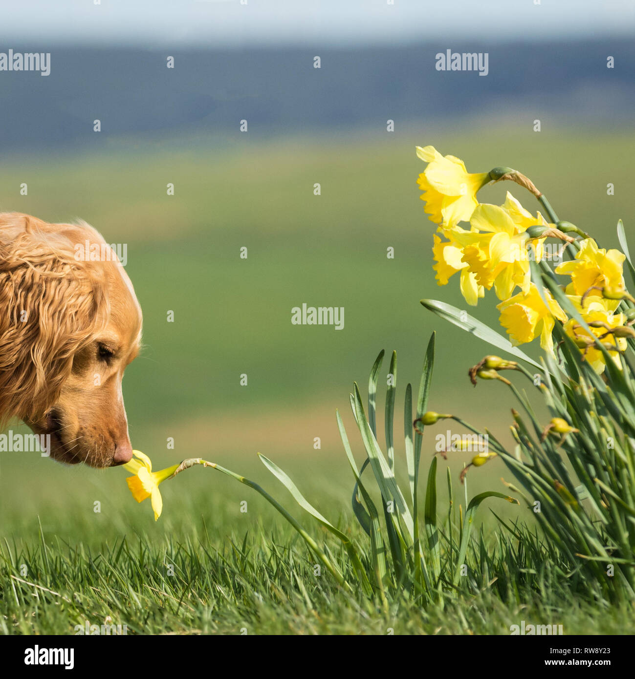 Junge golden Working Cocker Spaniel. Auf eine schottische Moor genießen, Riechen eine NARZISSE fotografiert. Stockfoto