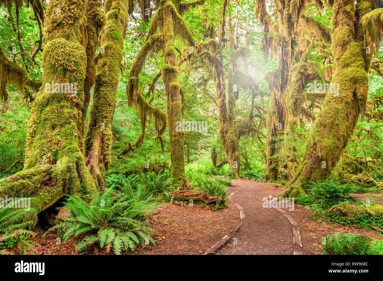 Hall von Moosen in Olympic National Park, Washington, USA. Stockfoto