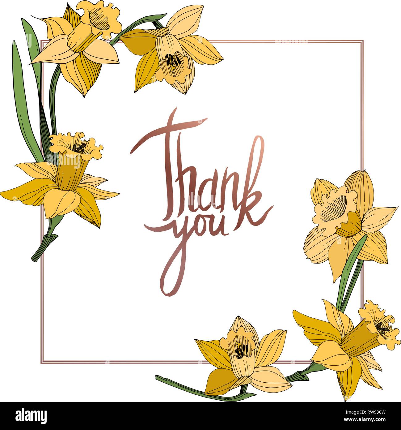 Vektor Gelbe Narzissen Blumen botanischen Blume. Wild Federblatt wildflower isoliert. Egraved Tinte Art Rand ornament Quadrat. Stock Vektor