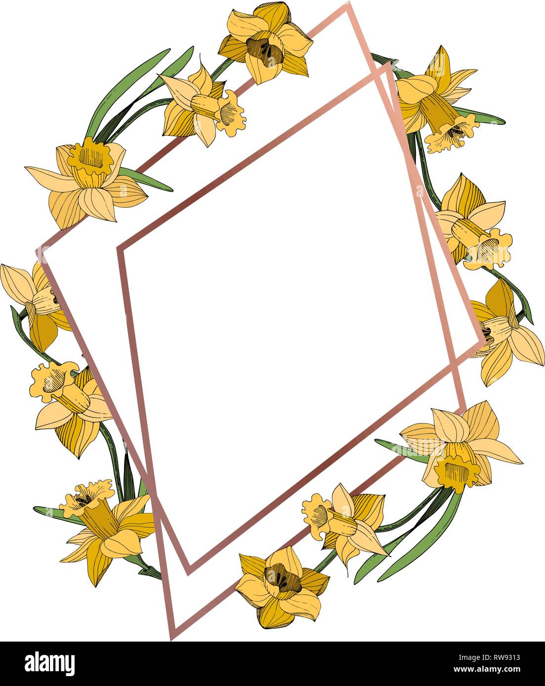 Vektor Gelbe Narzissen Blumen botanischen Blume. Wild Federblatt wildflower isoliert. Egraved Tinte Art Rand ornament Quadrat. Stock Vektor
