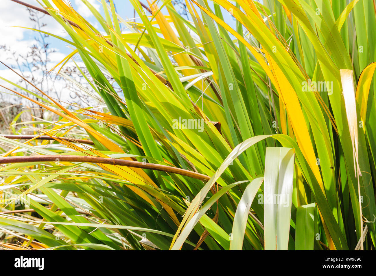 Helles Grün und Gelb Flachspflanze in Neuseeland. Stockfoto