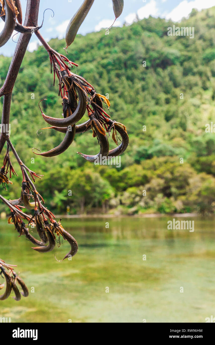 Saatgut aus einer NZ Flachspflanze in fron tof Green Hill und Lake Tarawera. Stockfoto