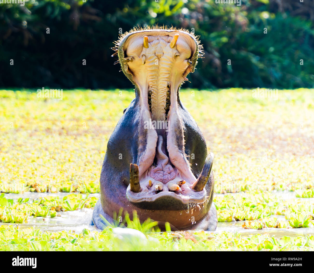 Flusspferde Mund Stockfoto