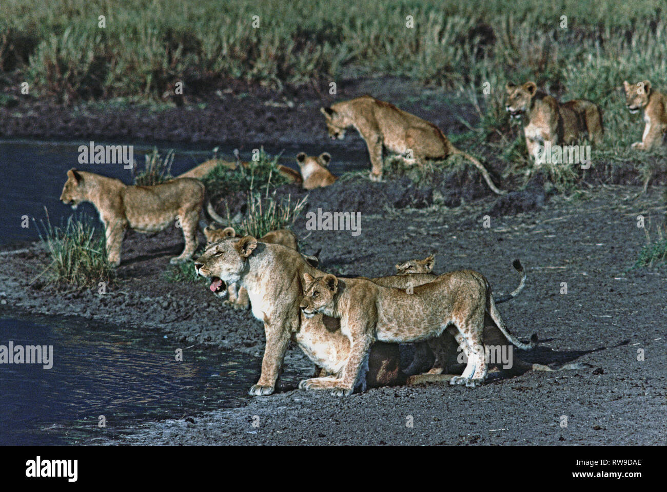 Löwe (Panthera leo) In der Masai Mara National Reserve. Teil einer Truppe mit vielen Jungen und erwachsene Warten an einem Wasserloch für Dunkelheit. Stockfoto