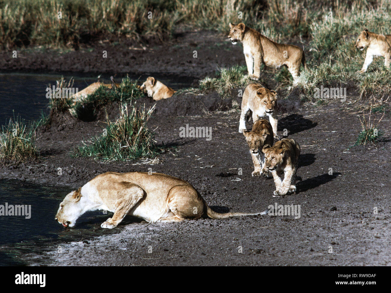 Löwe (Panthera leo) In der Masai Mara National Reserve. Teil einer Truppe mit vielen Jungen und erwachsene Warten an einem Wasserloch für Dunkelheit. Stockfoto
