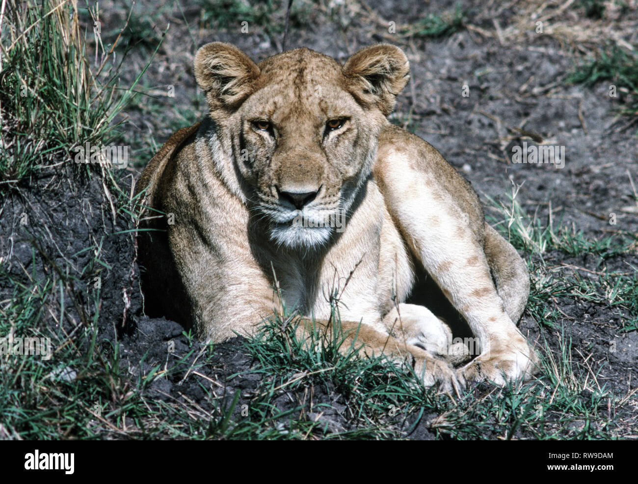 Löwin (Panthera leo) In der Masai Mara National Reserve. Ein erwachsener Löwin ruht, bleibt aber warnen. Kenia. Ostafrika. Stockfoto