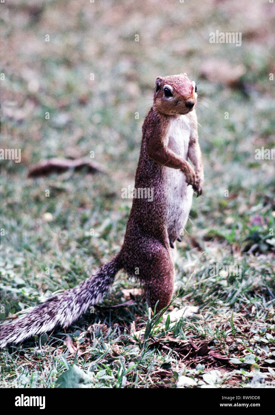 Unstriped Erdhörnchen (Euxerus rutihis) in raue Gras. Samburu National Reserve. Norden Kenias. Afrika. Stockfoto