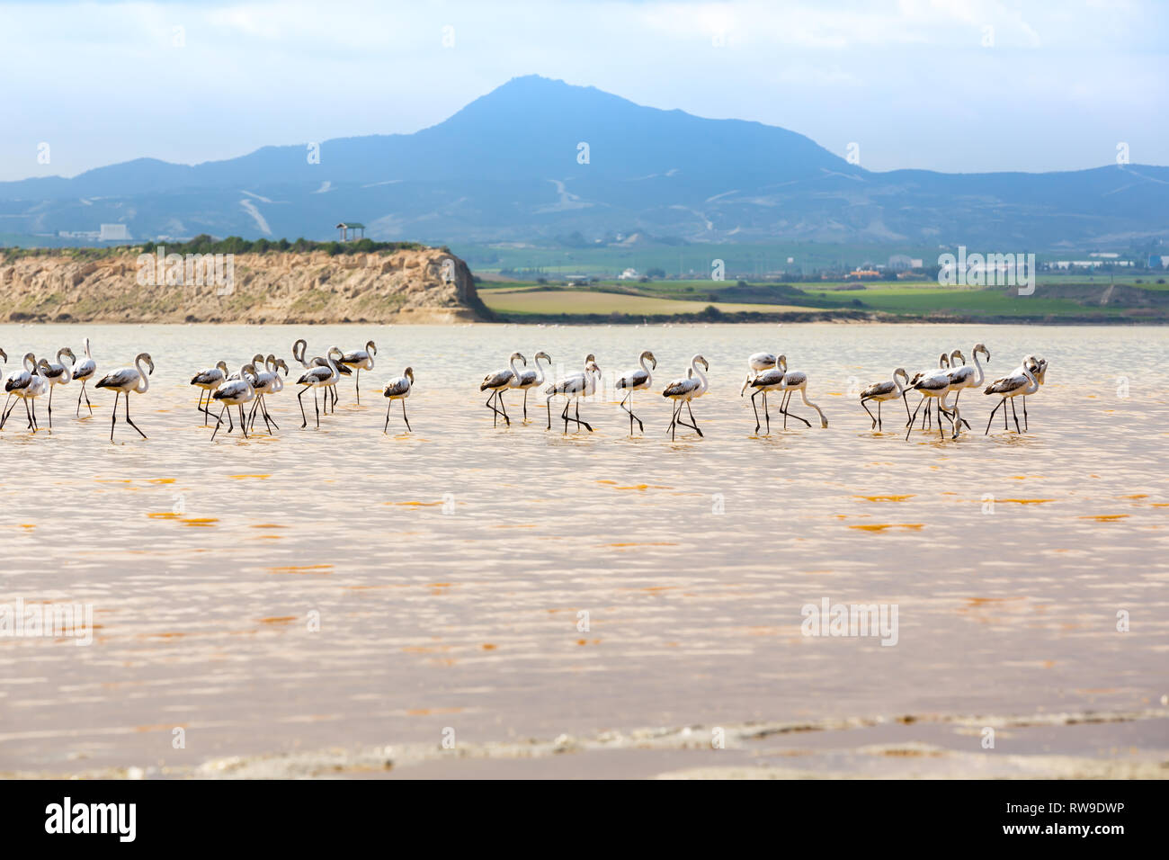 Gruppe von Flamingos am Salk Lake in Larnaca, Zypern. Stockfoto