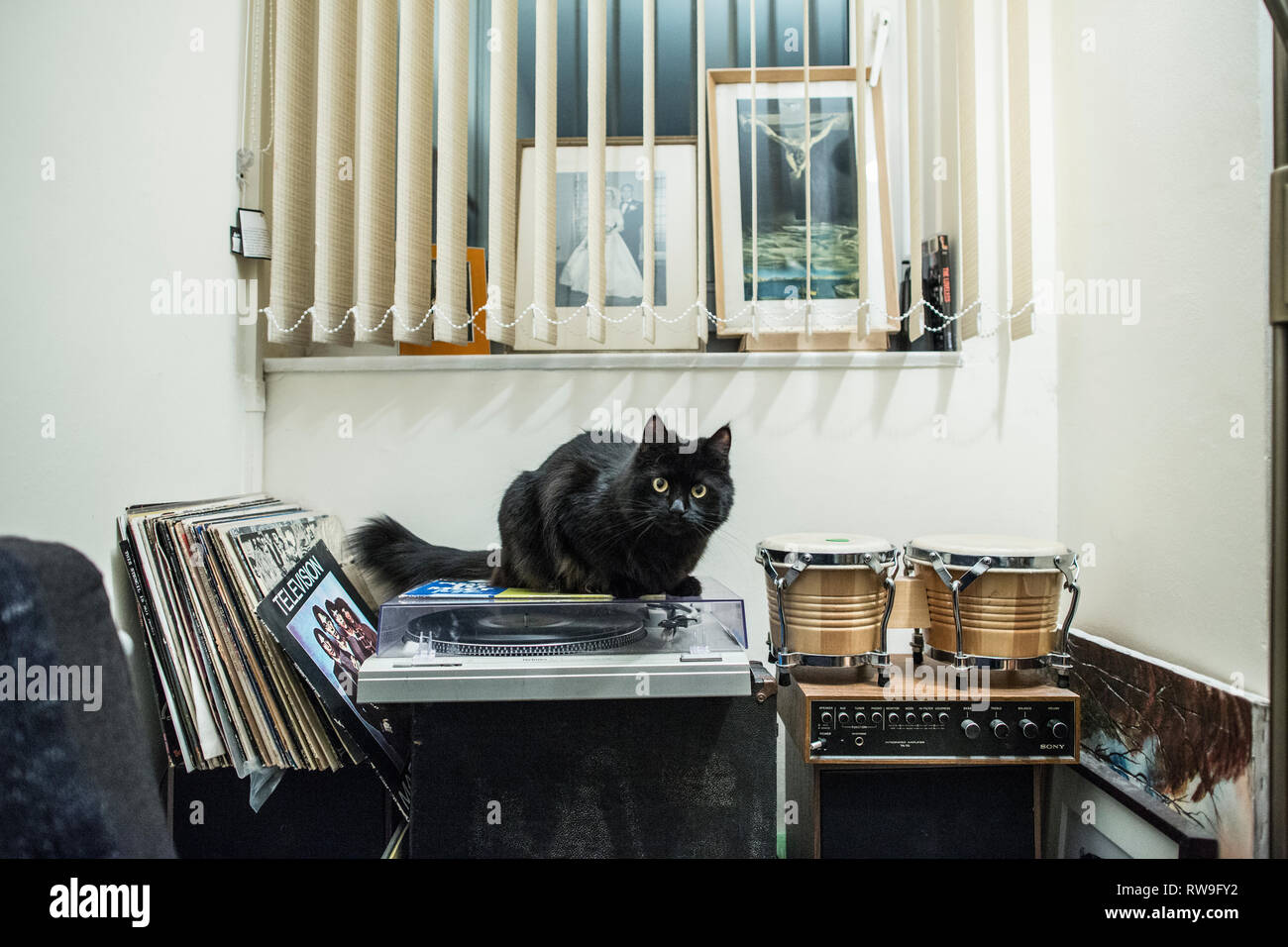 Schwarze Katze sitzt auf einer Schallplatte Spieler in einem Wohnhaus, London, England, Großbritannien Stockfoto