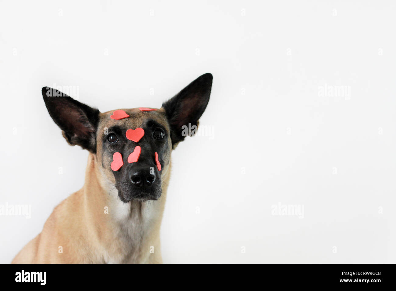 Portrait eines Hundes auf einem weißen Hintergrund der Rasse Belgischer Schäferhund Malinois im Herzen Stockfoto