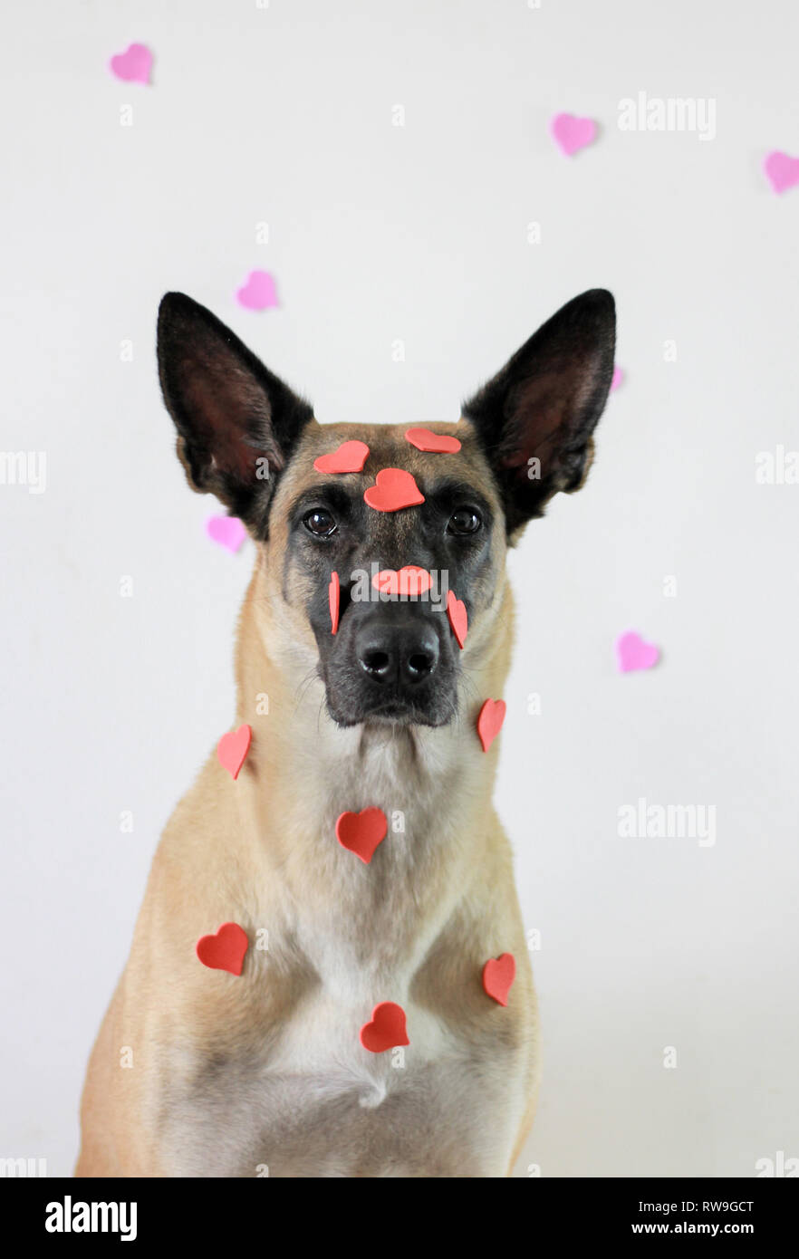 Portrait eines Hundes auf einem weißen Hintergrund der Rasse Belgischer Schäferhund Malinois im Herzen Stockfoto