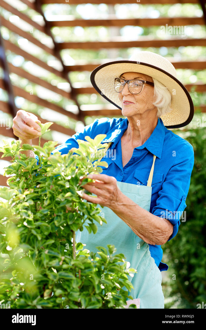 Gerne ältere Frau Pflege für Pflanzen Stockfoto