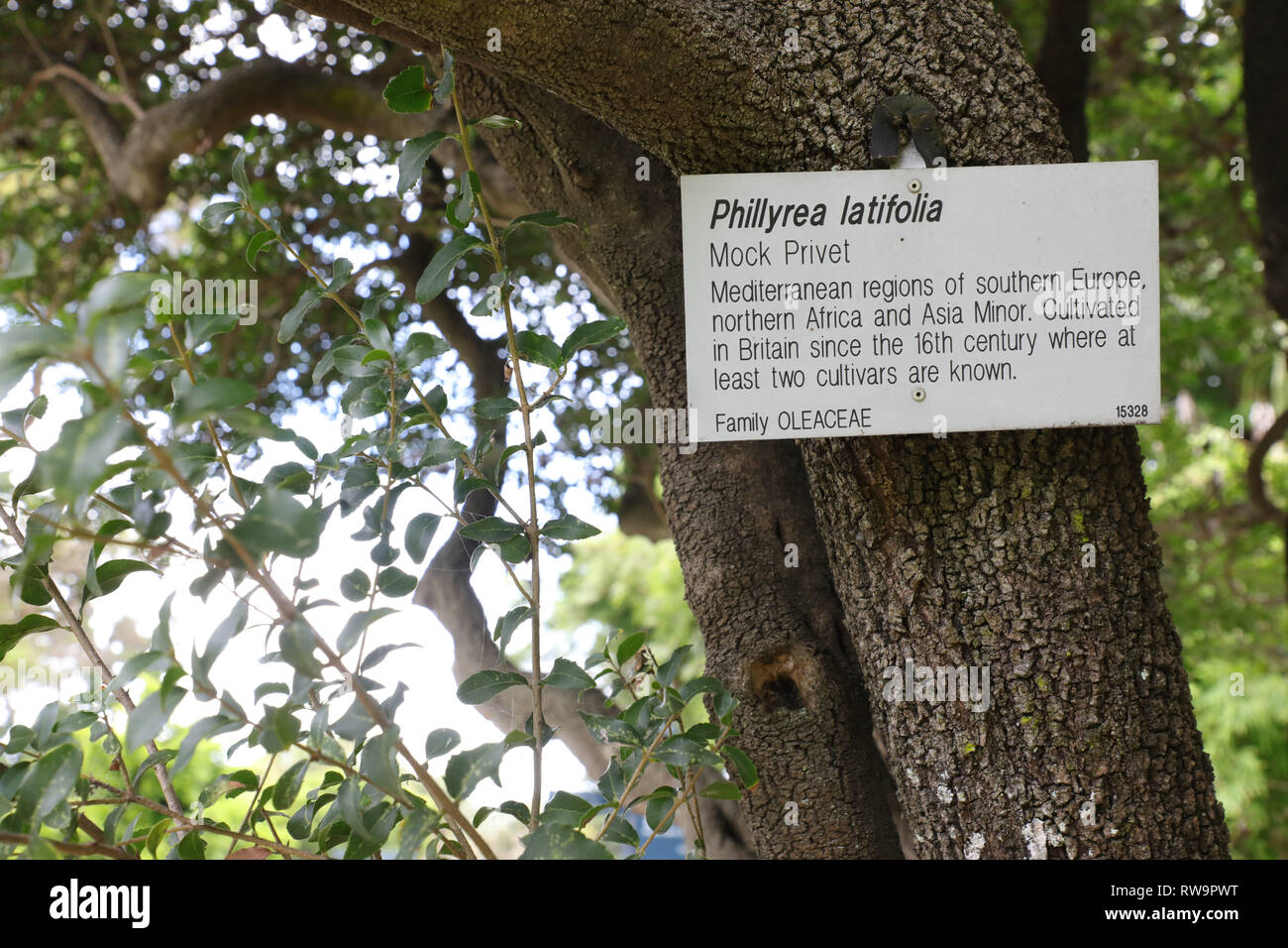 Phillyrea latifolia, Mock Liguster, Familie Fabaceae im Royal Botanic  Garden, Sydney Stockfotografie - Alamy