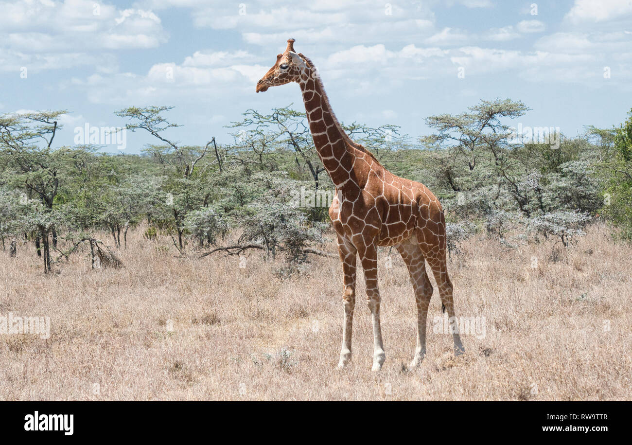 Die Giraffe (Giraffa camelopardalis reticulata), die Giraffe-Rasse im Norden Kenias und Somalias Stockfoto