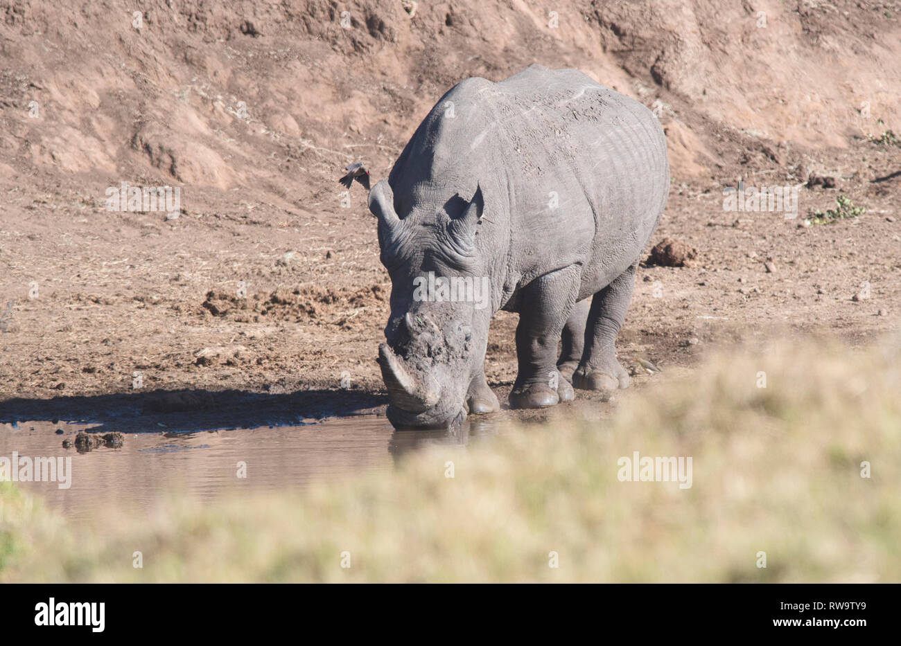Weiß oder Gras Nashörner (Rhinocerotidae)) Alkoholkonsum in einem Flussbett Stockfoto