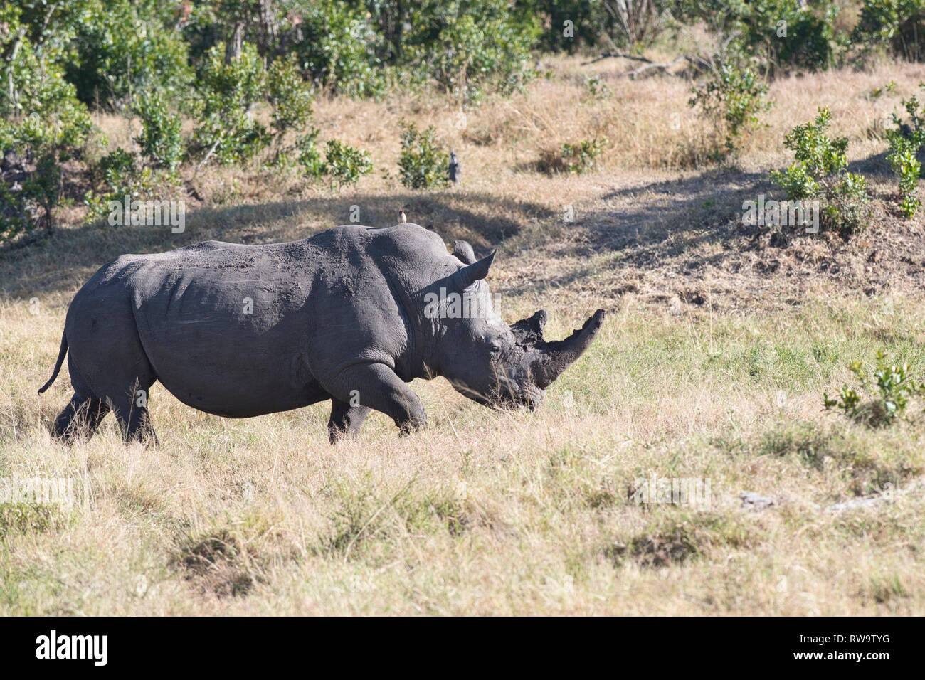 Weiß oder Gras Nashörner (Rhinocerotidae)), einem Wasserloch nach einem Drink Stockfoto