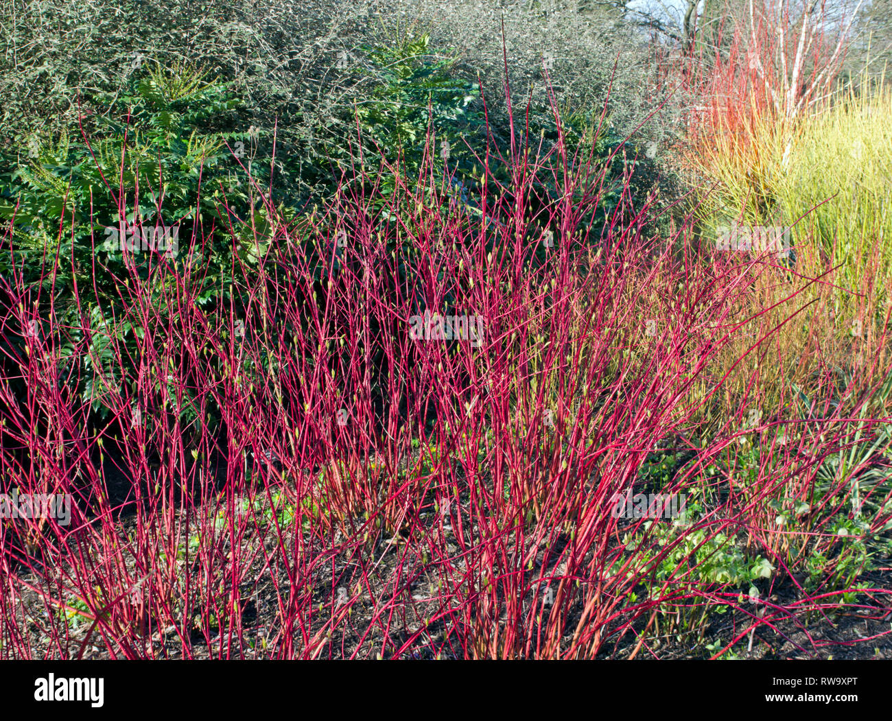 Hartriegel, Harlow Carr Gärten Stockfoto