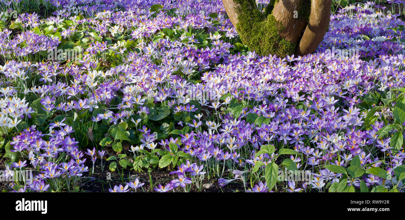 Crocus drift Stockfoto