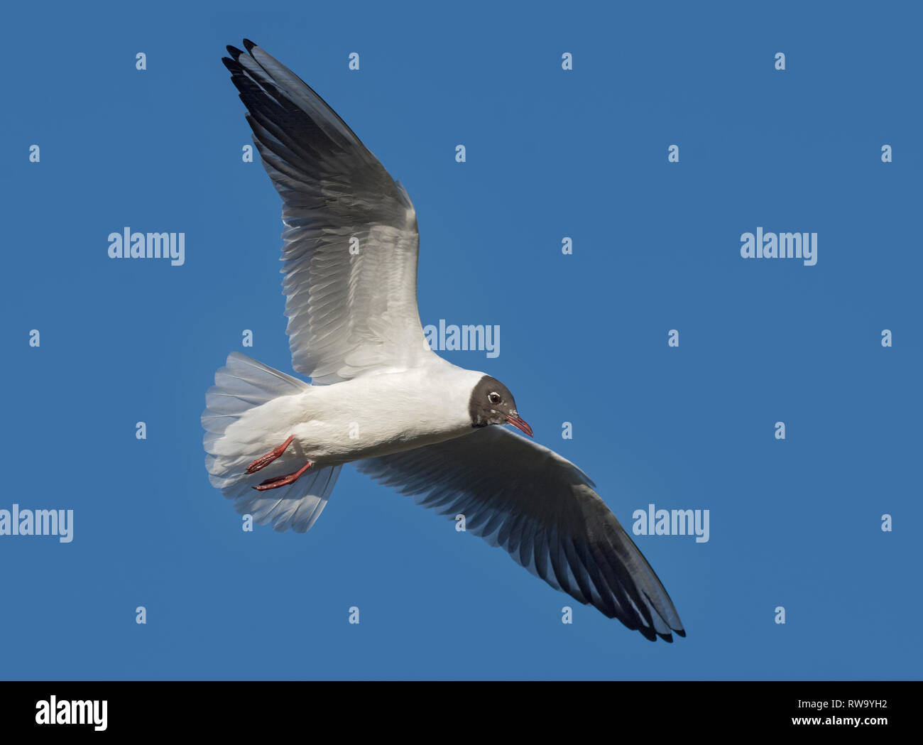 Schwarze Leitung Gull, Croicocephalus ridibundus, im Flug, Lancashire, Großbritannien Stockfoto