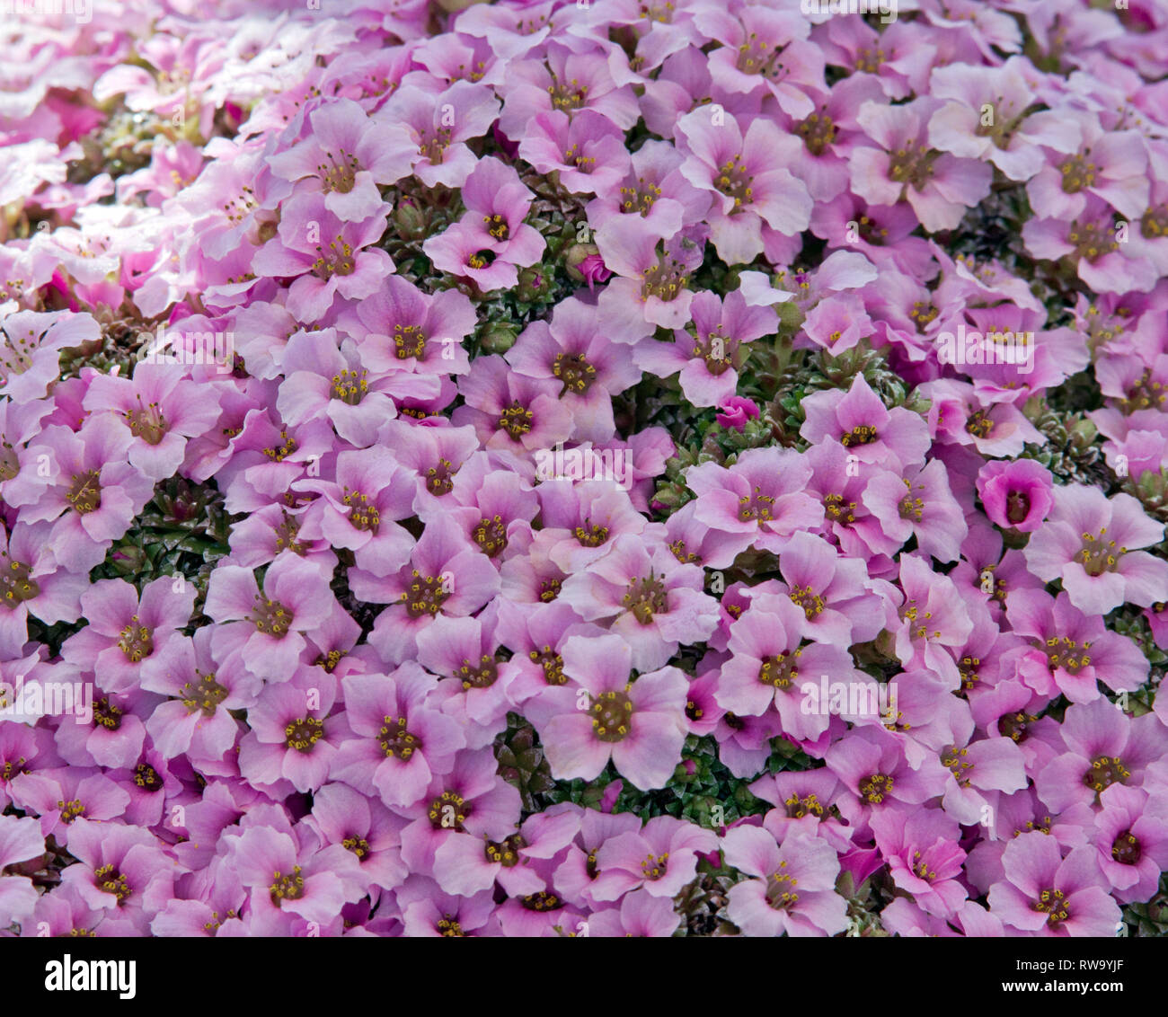 Saxifraga bin iluj Mne' Stockfoto