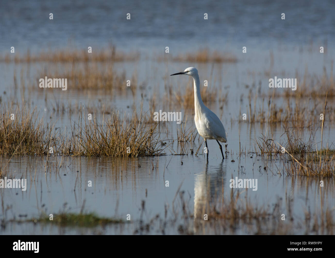 Seidenreiher, Egretta garzetta, wobei von salzwiesen an der Kante der Morecambe Bay, Lancashire, Großbritannien Stockfoto