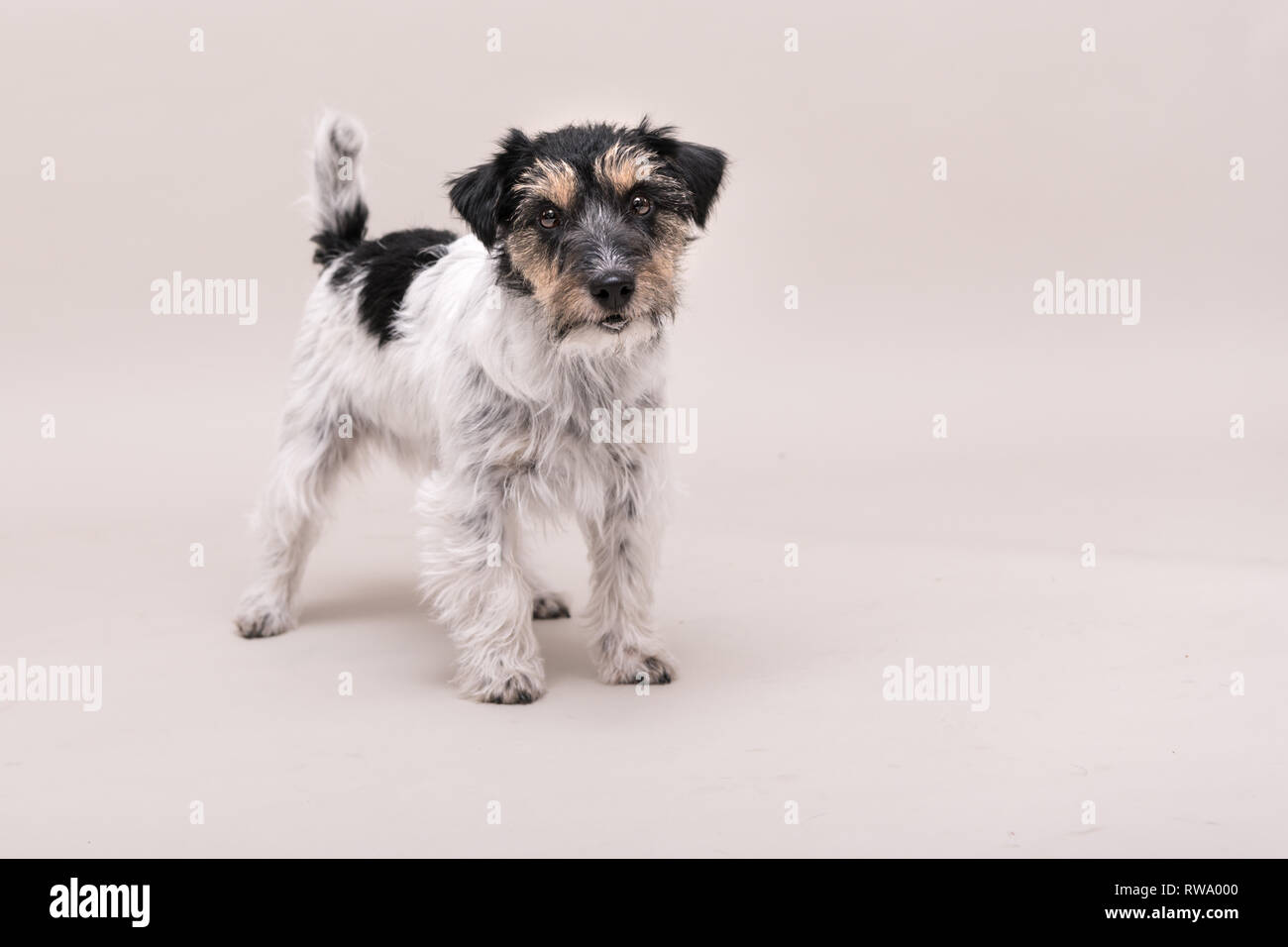 rough haired jack russell terrier
