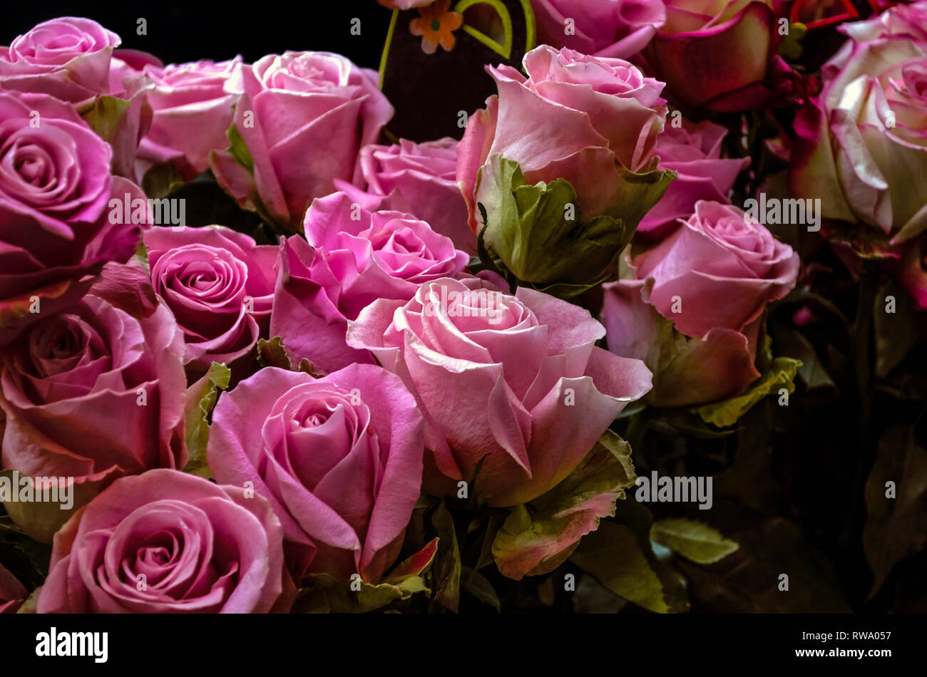 Großen Blumenstrauß mit Beleuchtung auf wunderschönen Lilac - Crimson Knospen von grossen halb offene Rosen auf einem dunklen Hintergrund Stockfoto