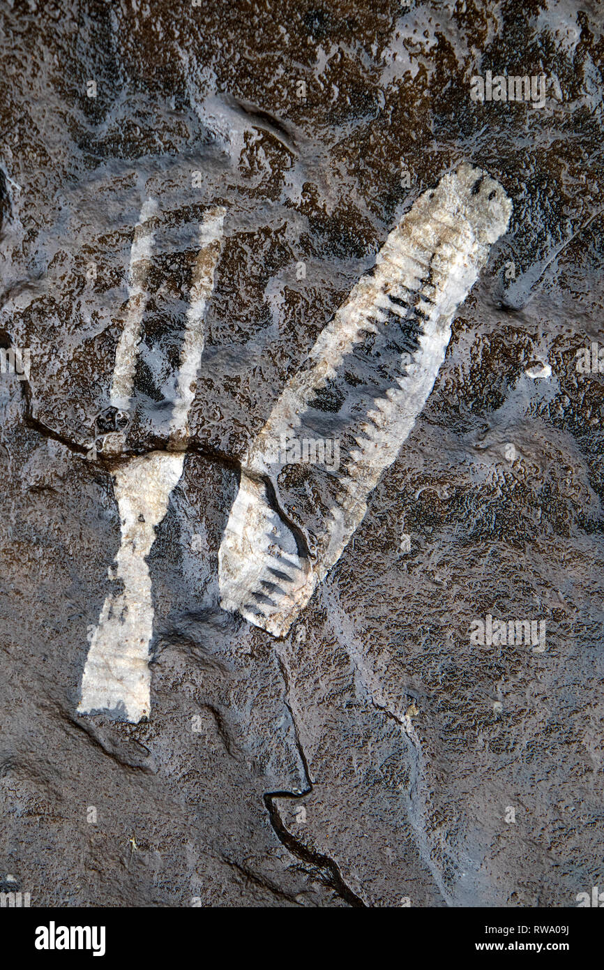 Crinoid Fossilien am Ufer des Flusses Tees im oberen Teesdale, County Durham, UK Stockfoto