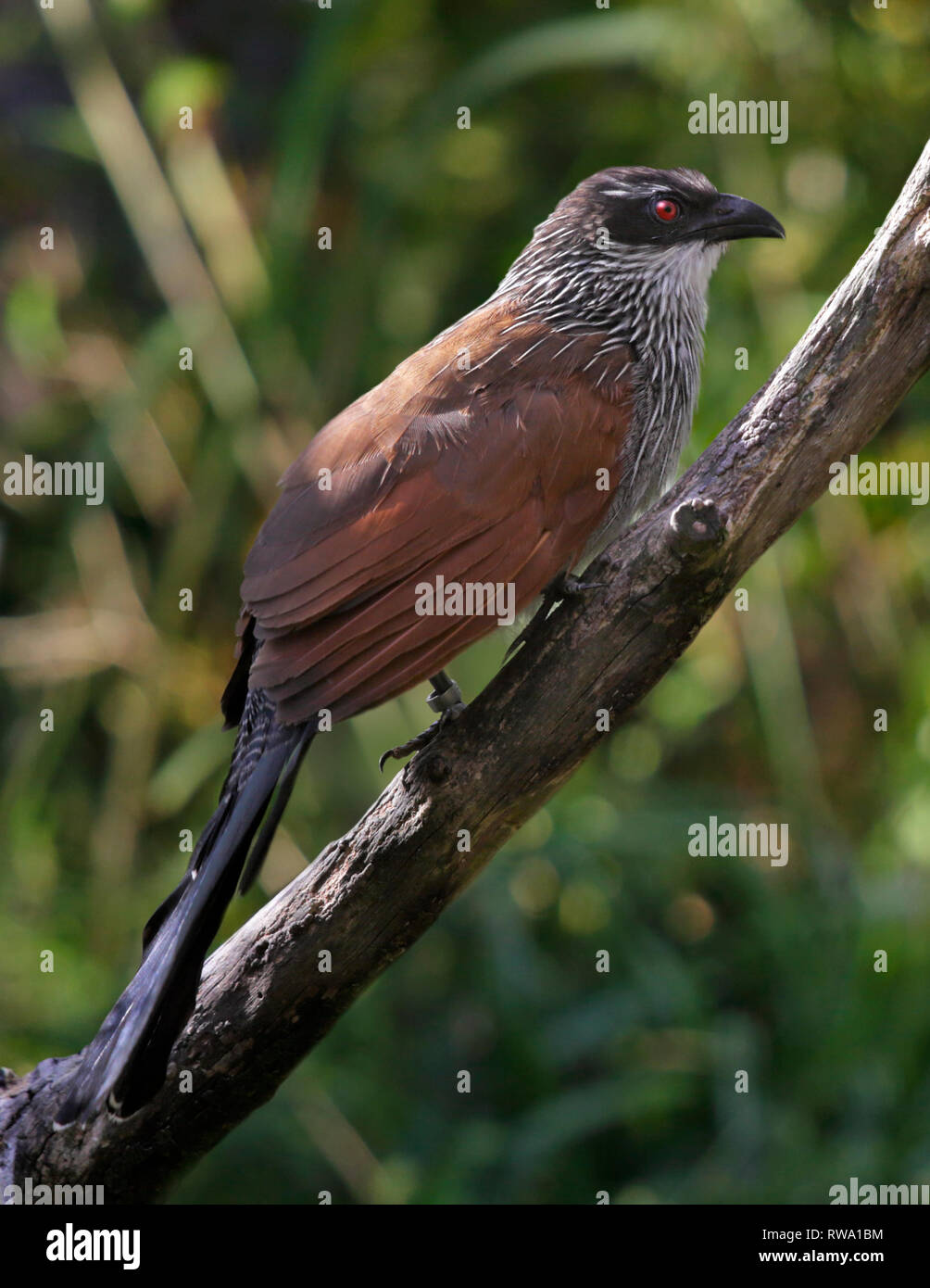 Weißer-Browed erholsam (Centropus Superciliosus) Stockfoto