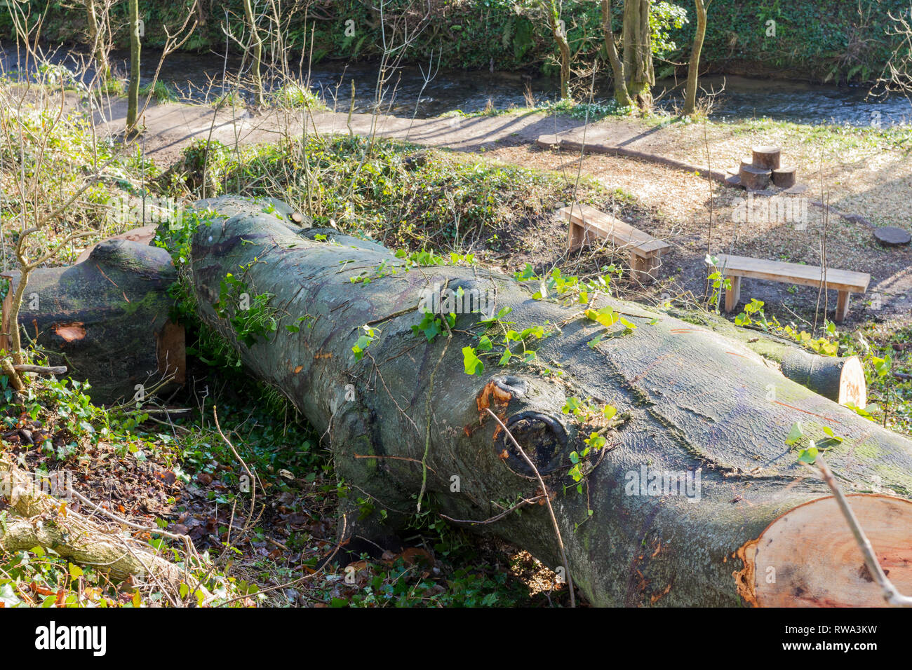 Gefällten Buche im Wald, Dorset, Großbritannien Stockfoto