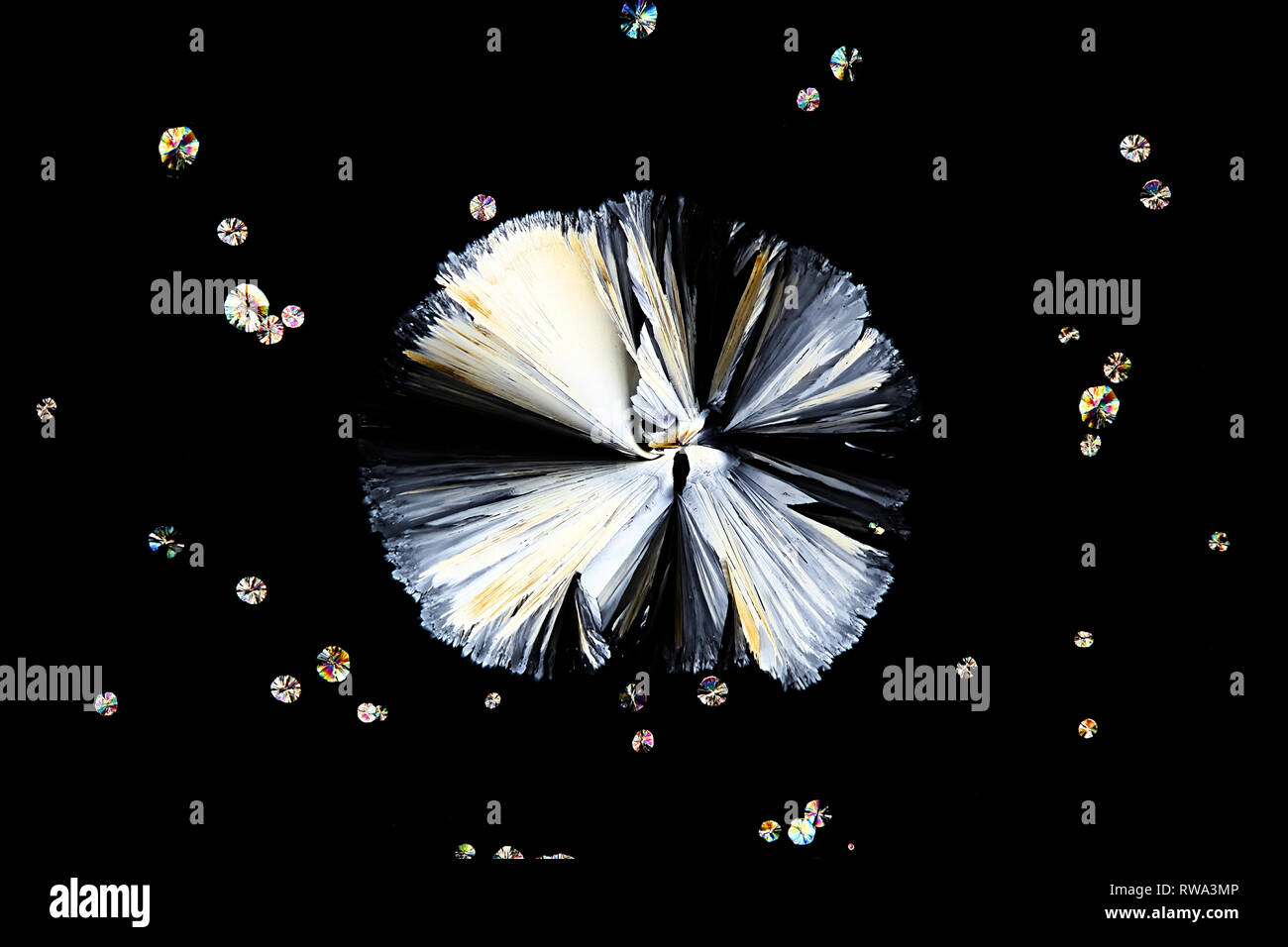 Wissenschaft und Kunst Dies ist Zitronensäure, eine gemeinsame Konservierungsmittel, fotografiert am Mikroskop Objektträger kristallisiert. Stockfoto